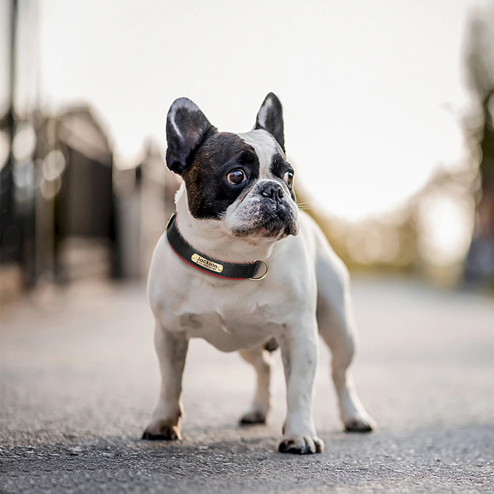 Customized Leather Dog Collar. Free Engraving.