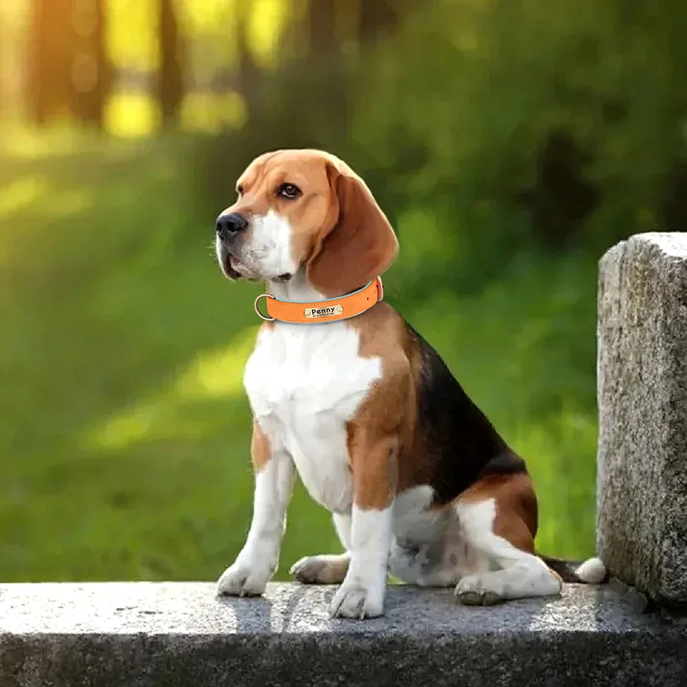 Customized Leather Dog Collar. Free Engraving.